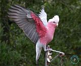 Galah 9Y201D-031